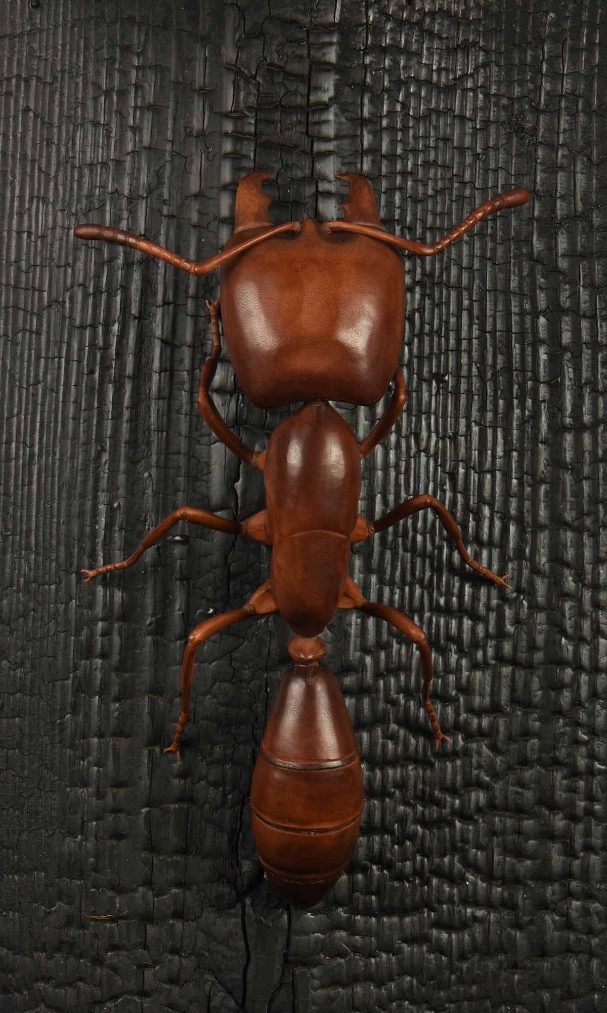 AFRICAN DRIVER ANT