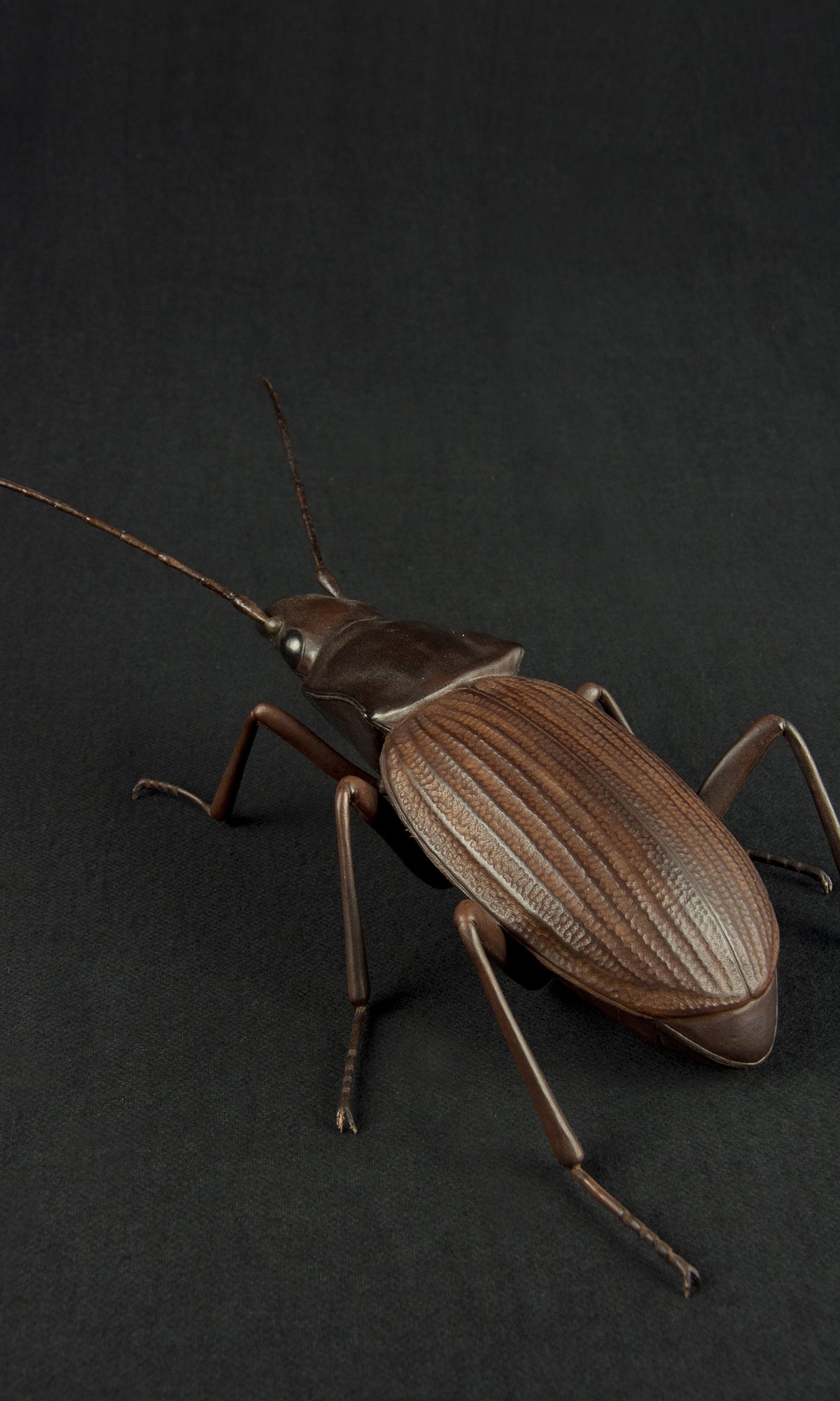 GROUND BEETLE