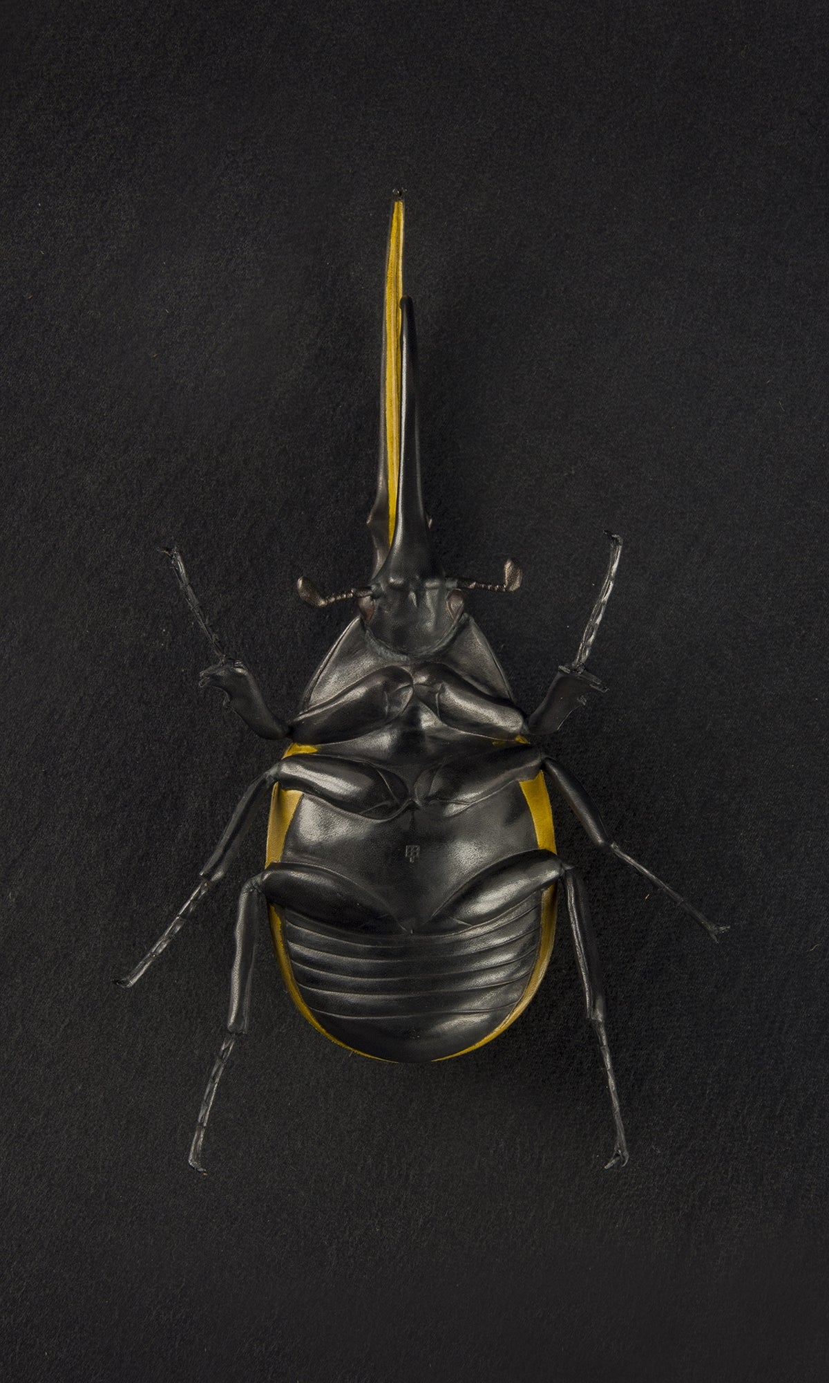 HERCULES BEETLE