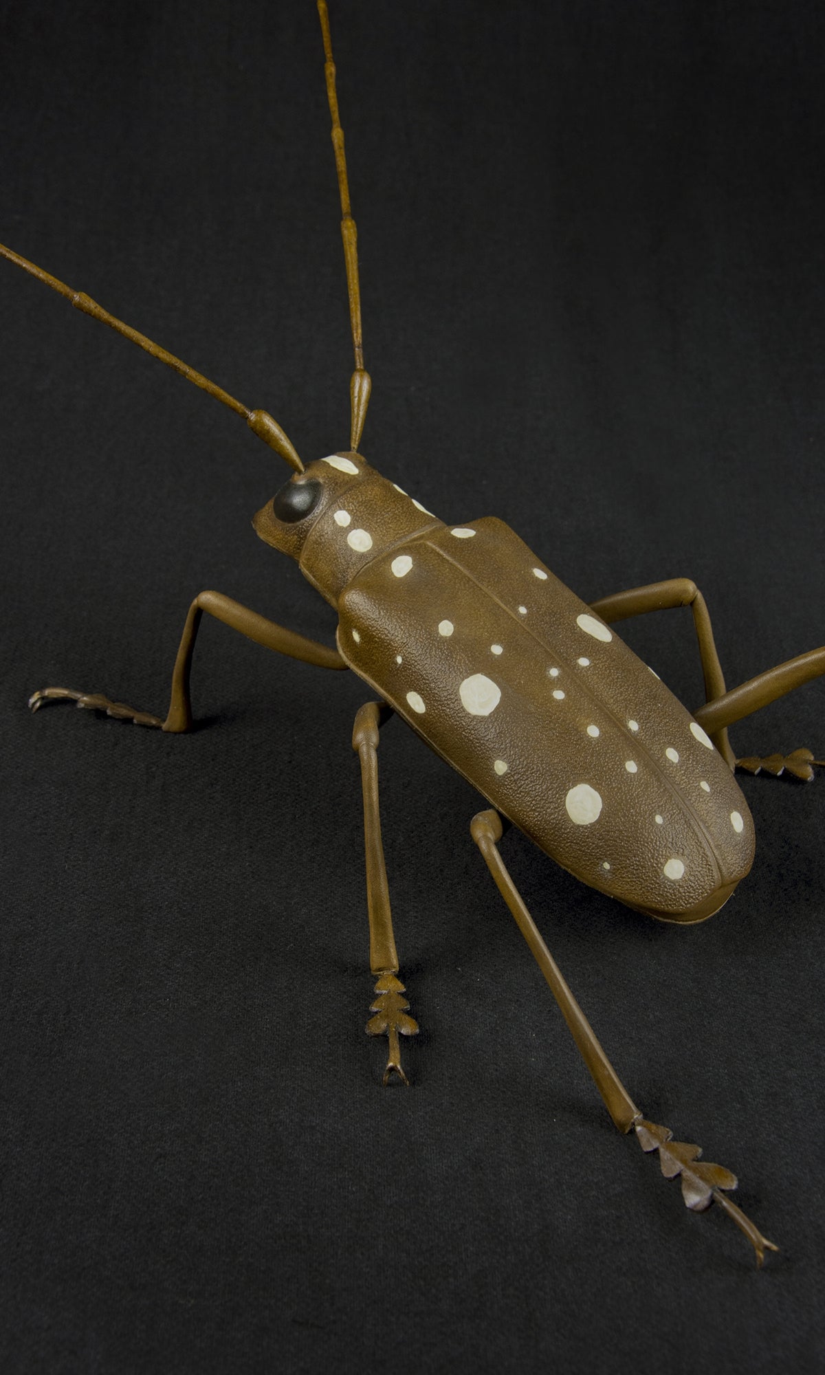 LONG HORNED BEETLE