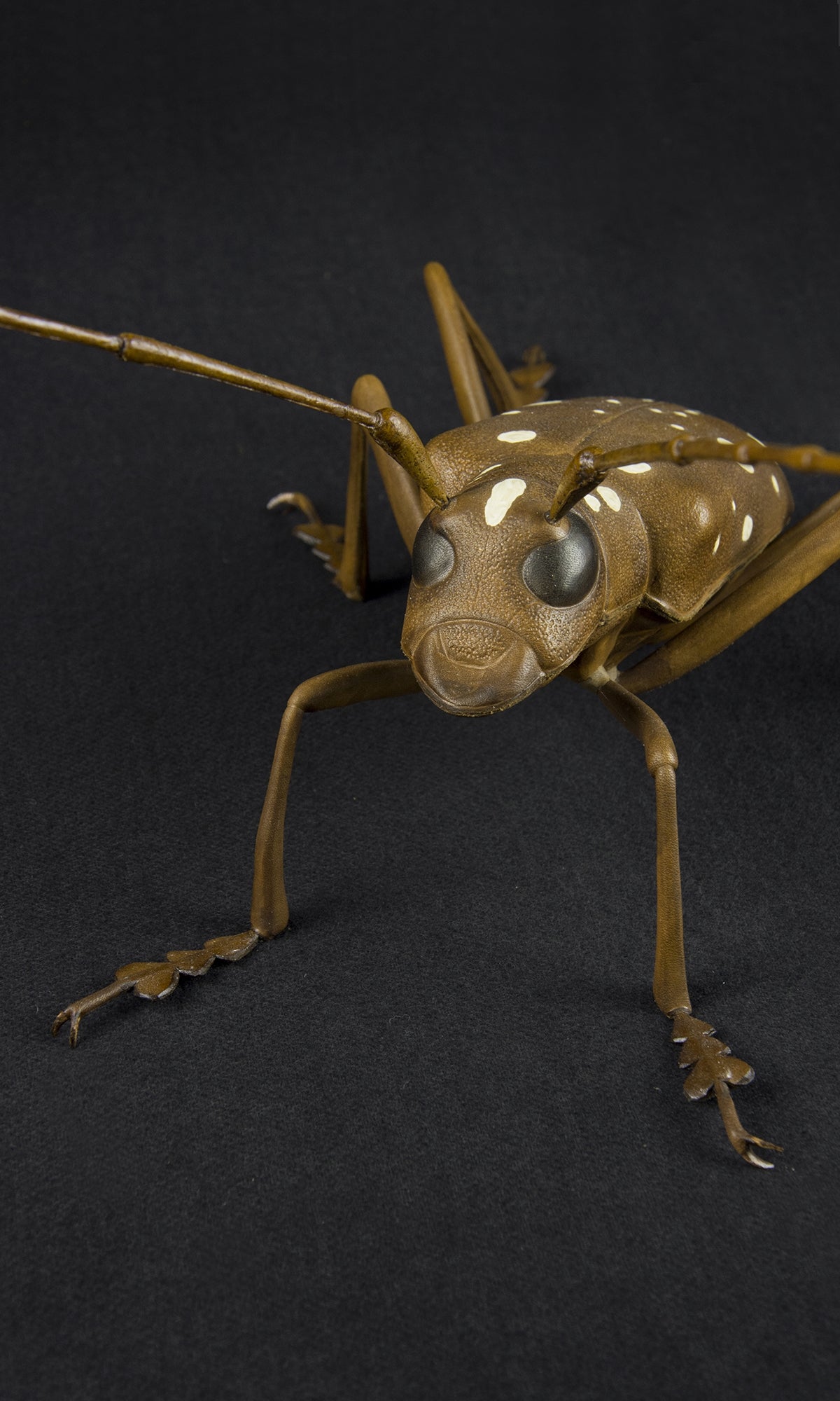 LONG HORNED BEETLE
