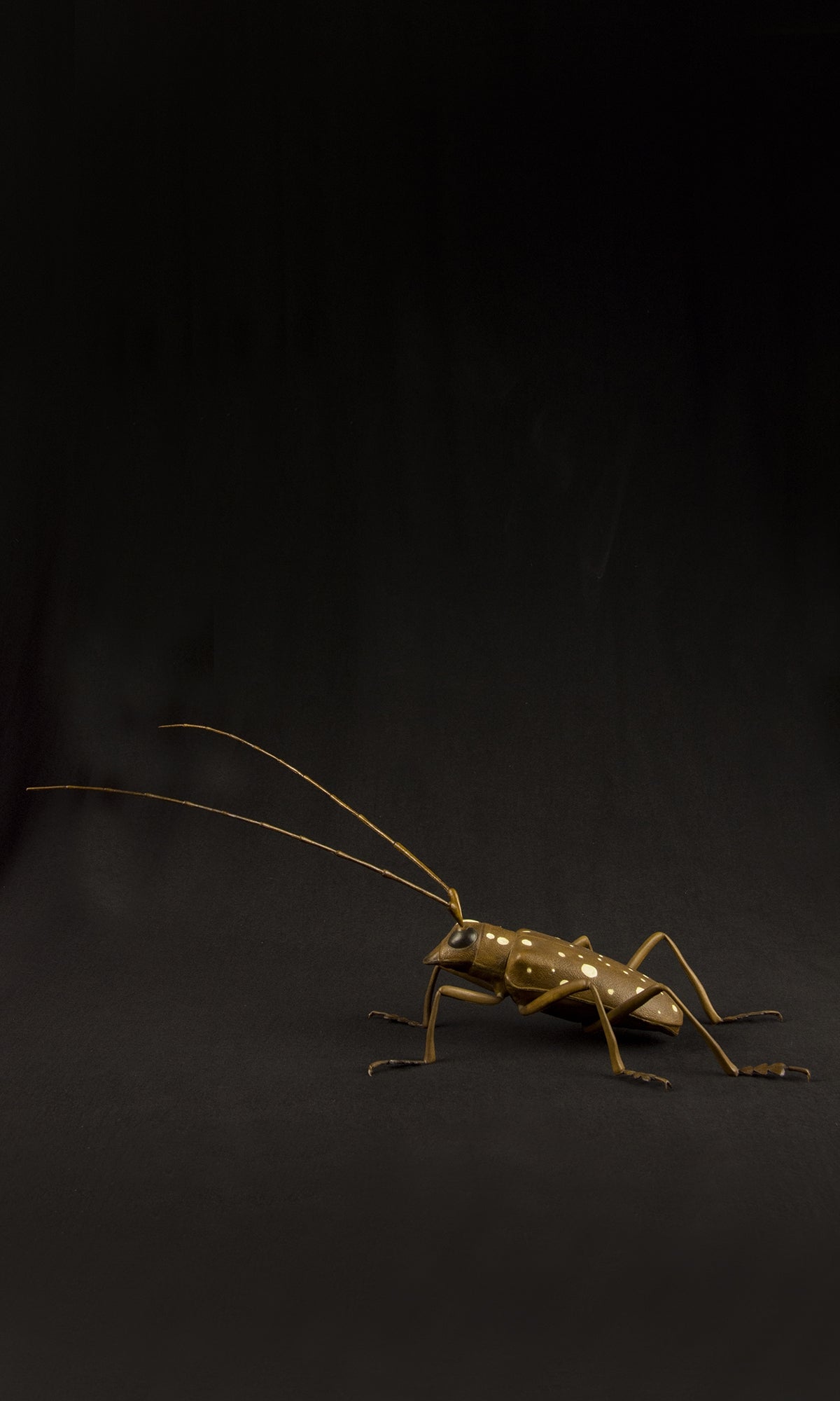 LONG HORNED BEETLE