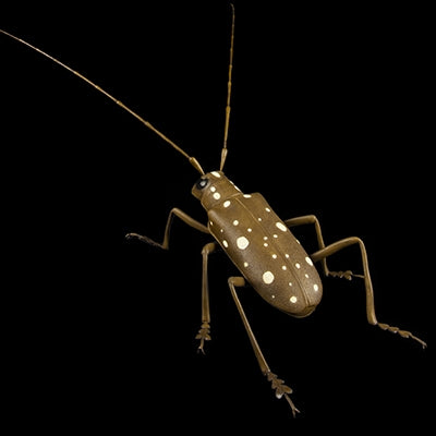 LONG HORNED BEETLE
