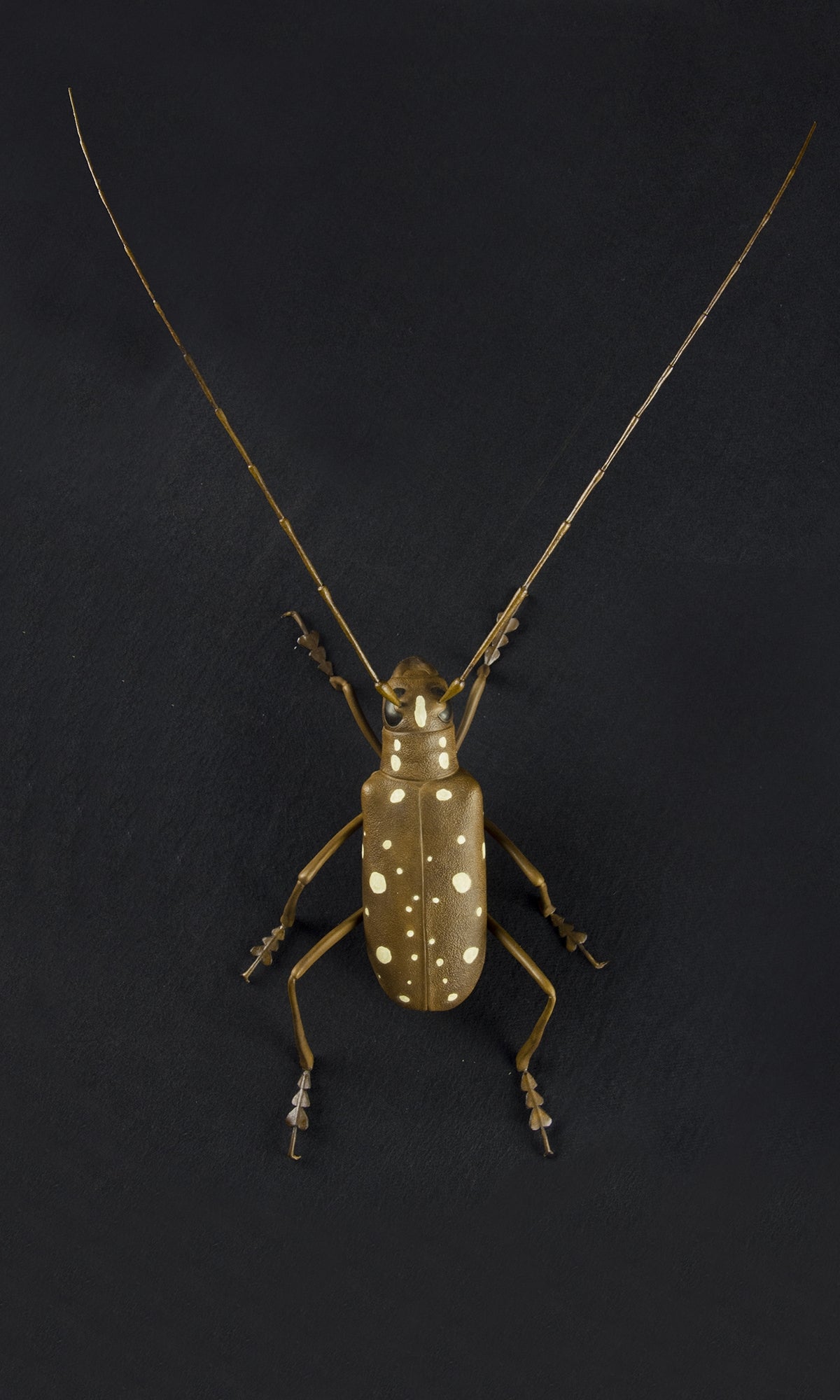 LONG HORNED BEETLE