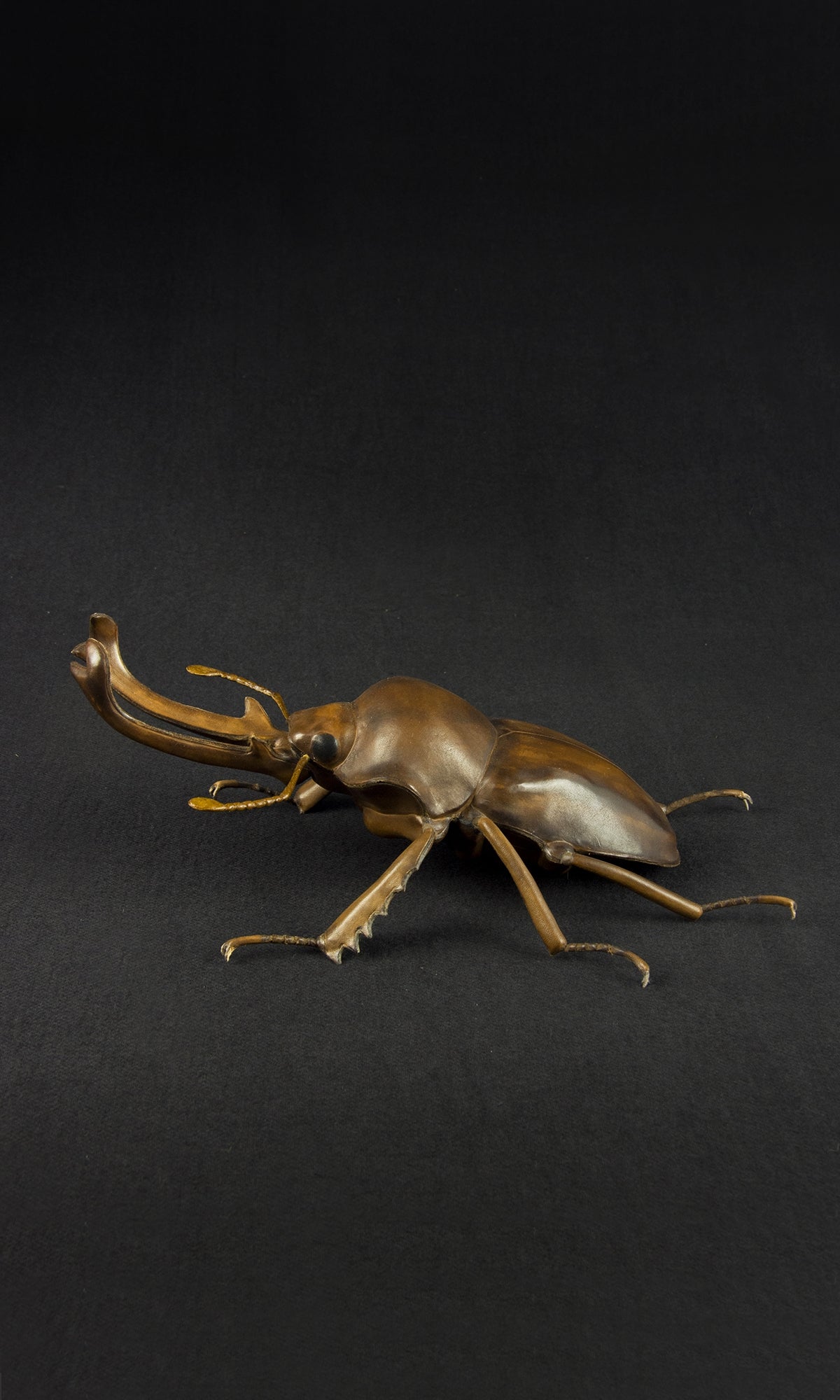 RAINBOW STAG BEETLE