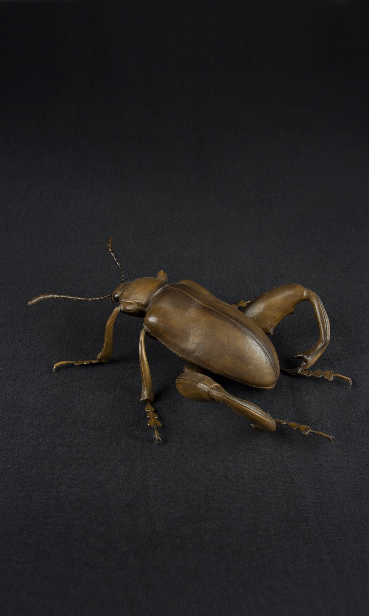 FROG LEGGED BEETLE