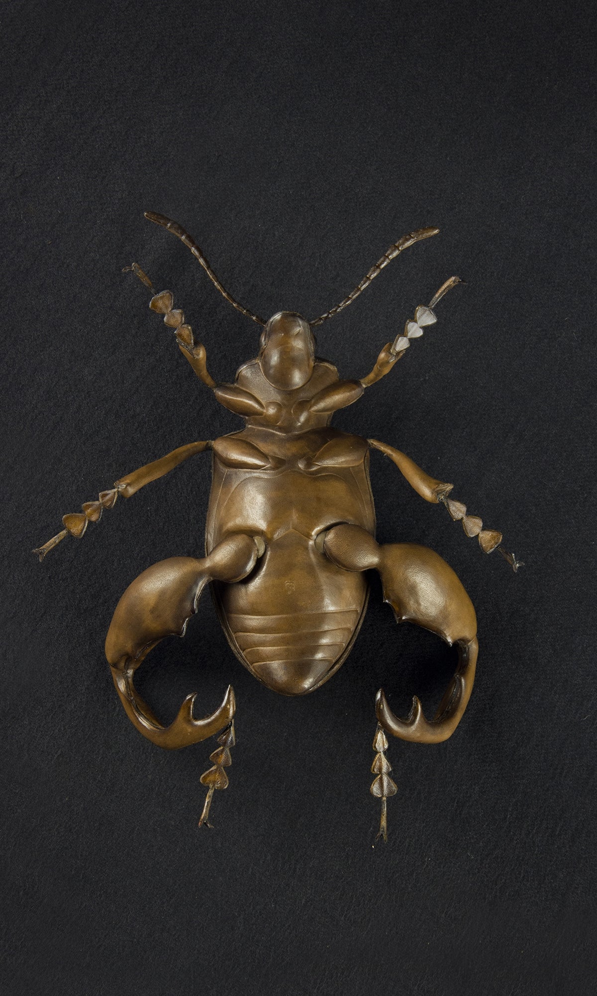 FROG LEGGED BEETLE