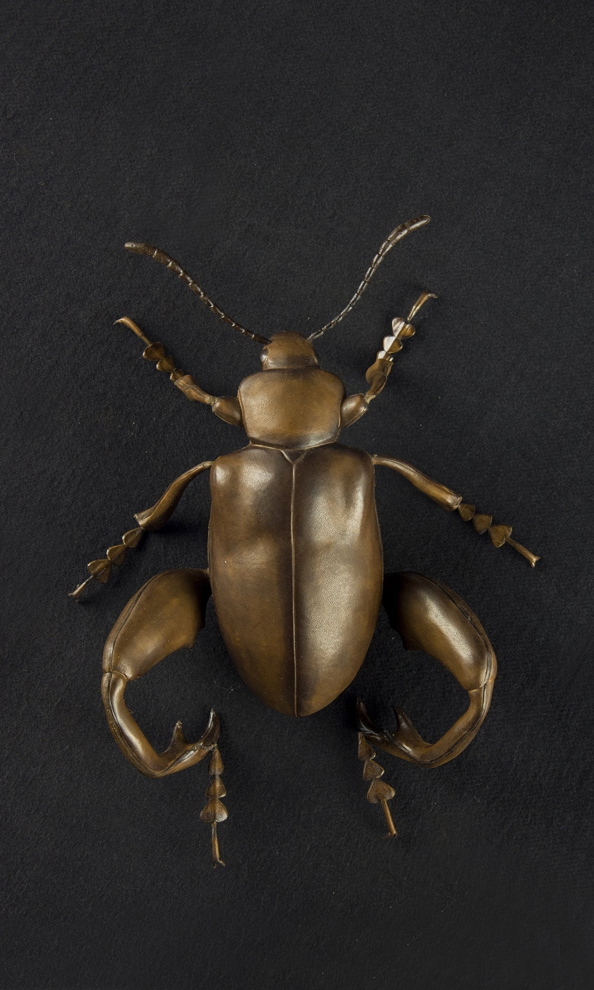 FROG LEGGED BEETLE