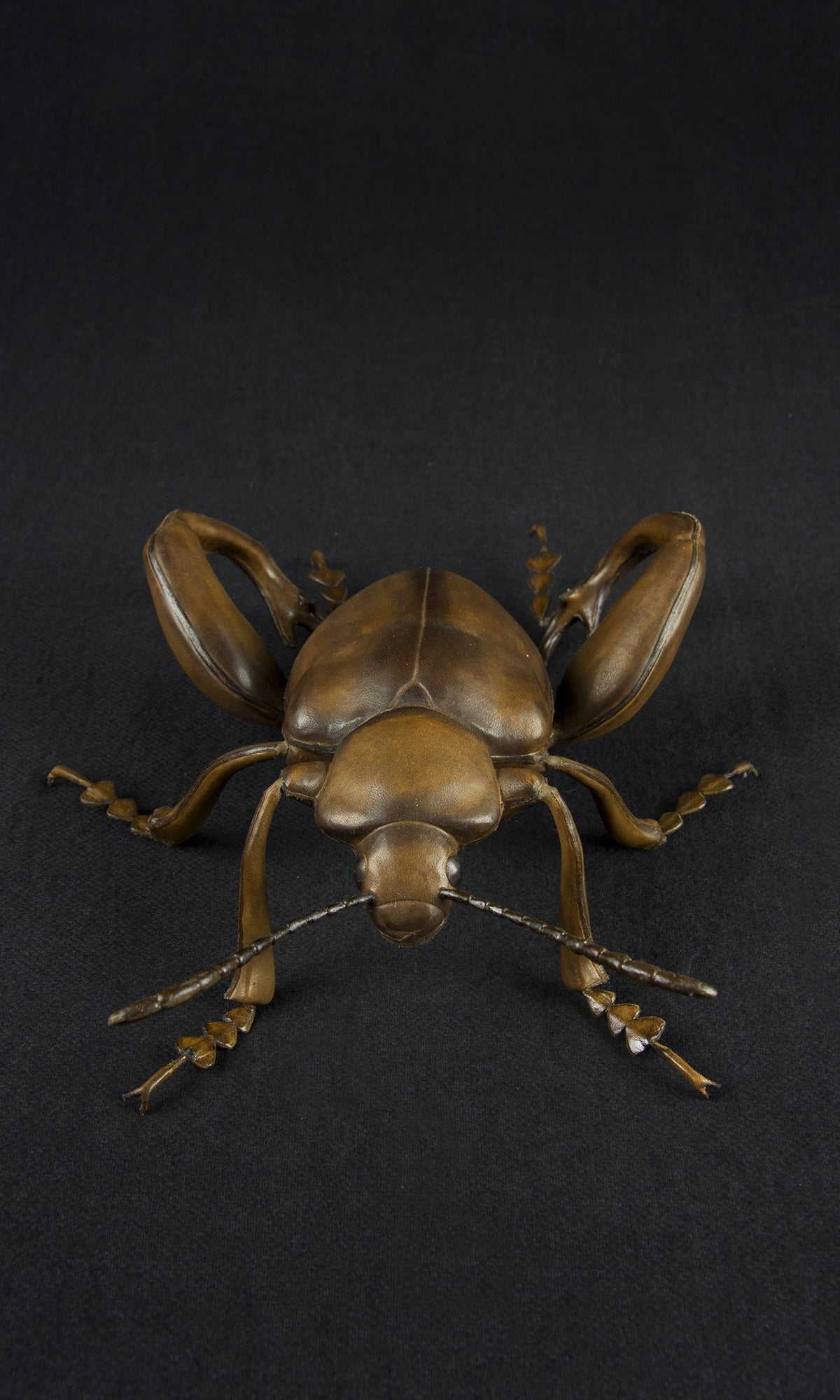 FROG LEGGED BEETLE