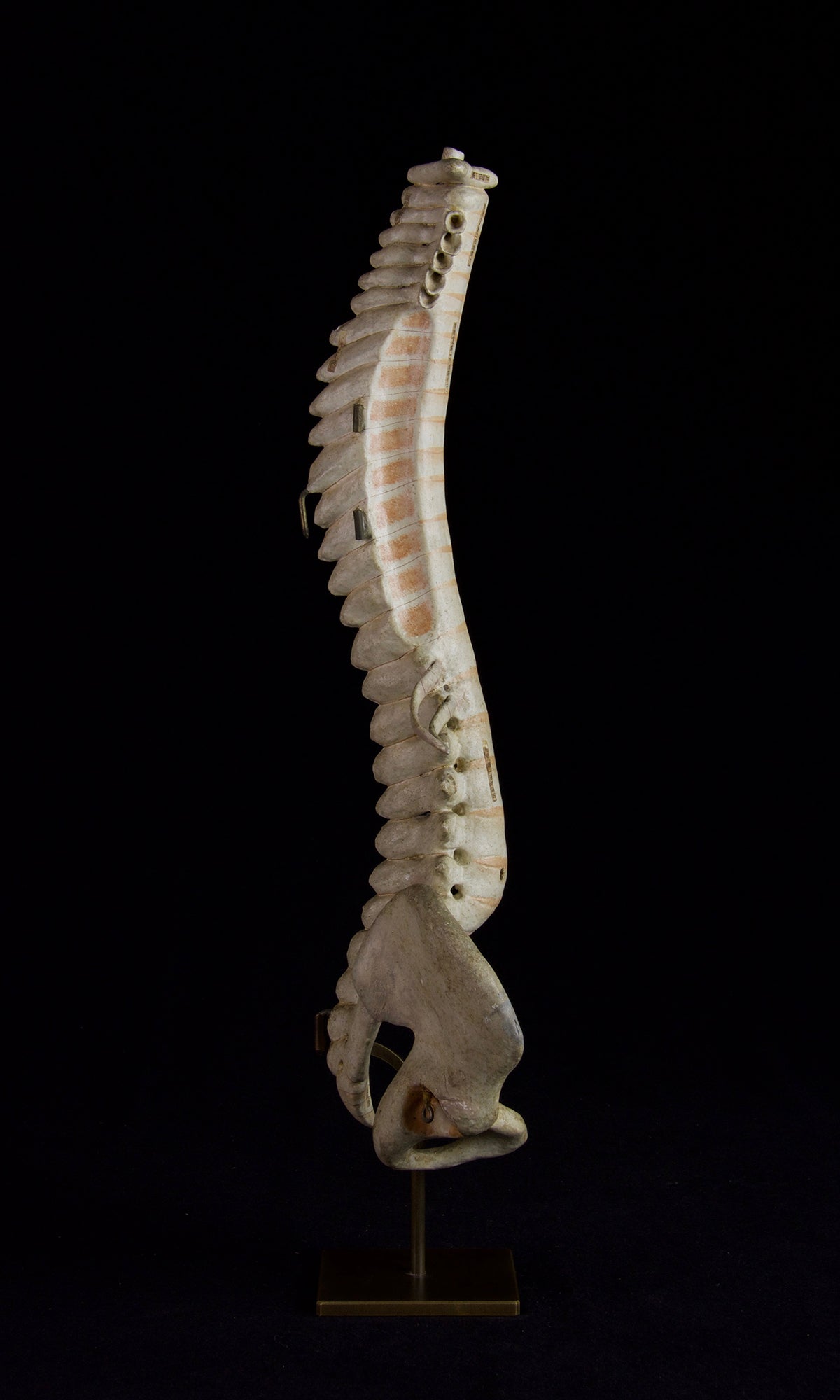 SPINE MODEL