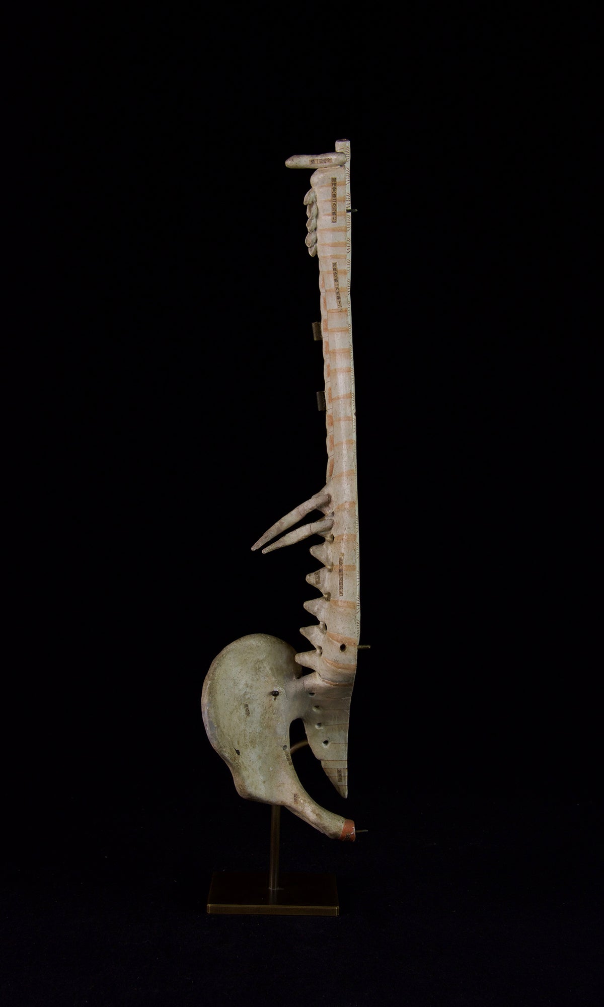 SPINE MODEL