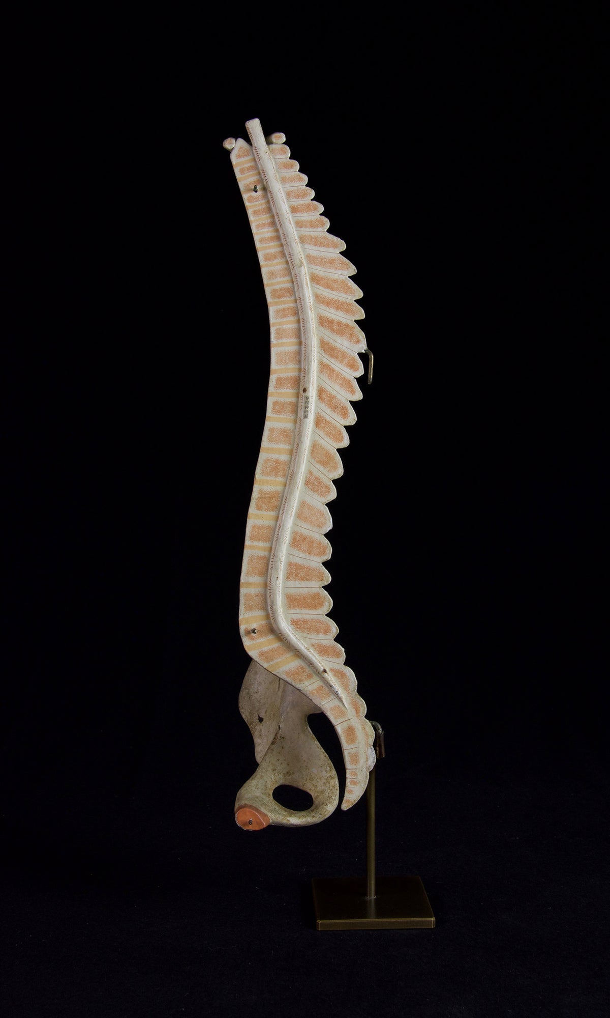 SPINE MODEL