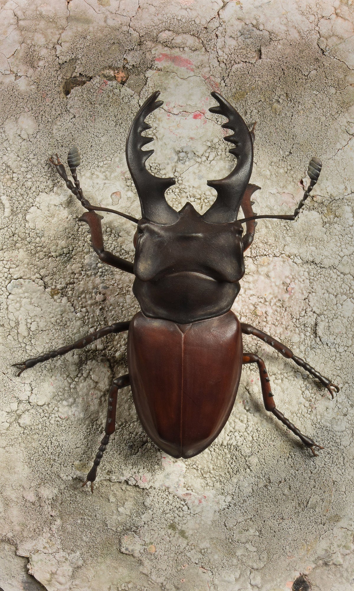 STAG BEETLE