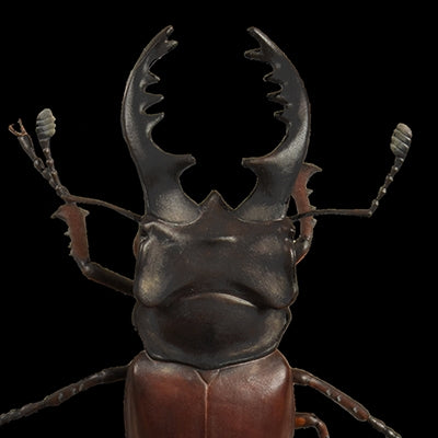 STAG BEETLE