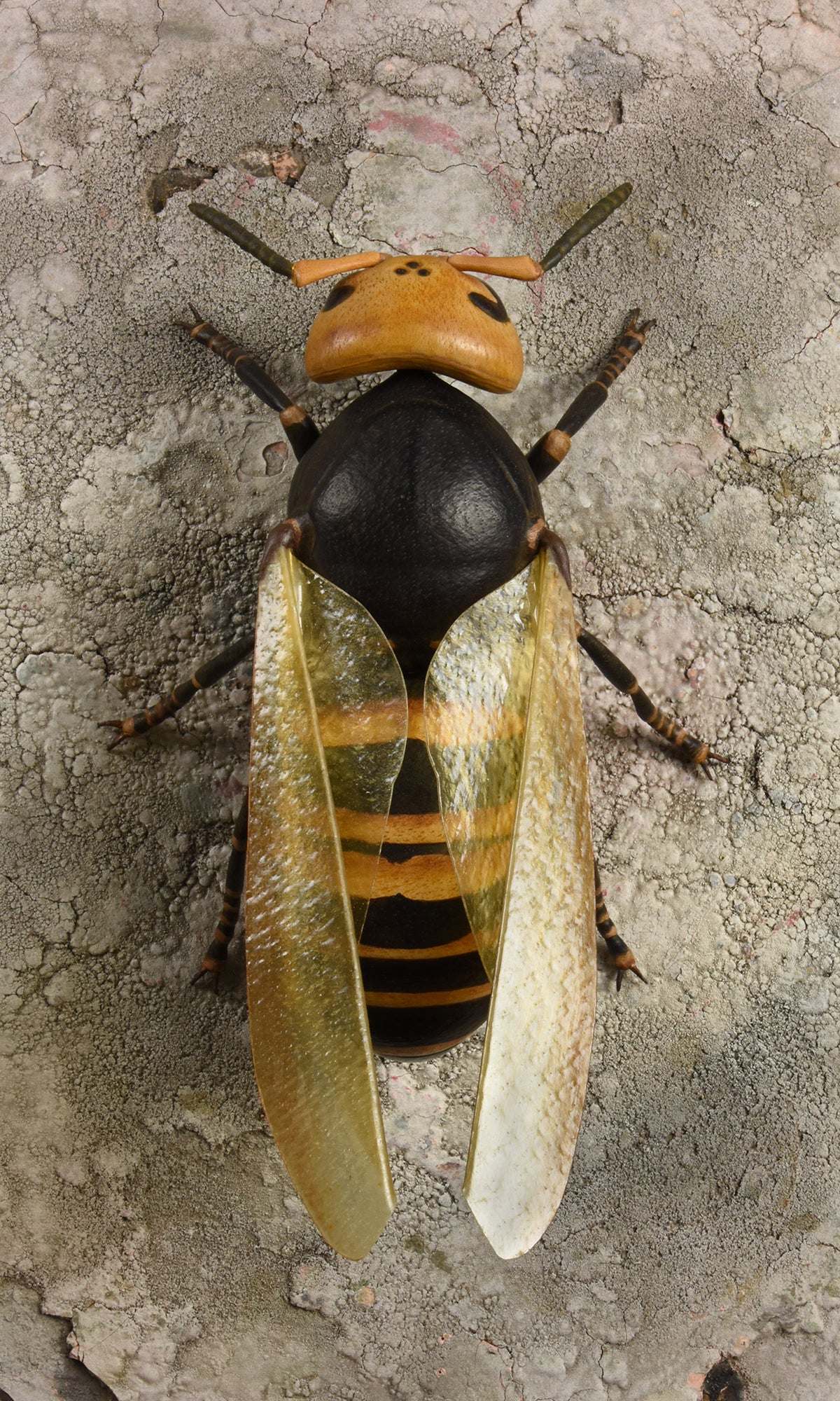 WASP