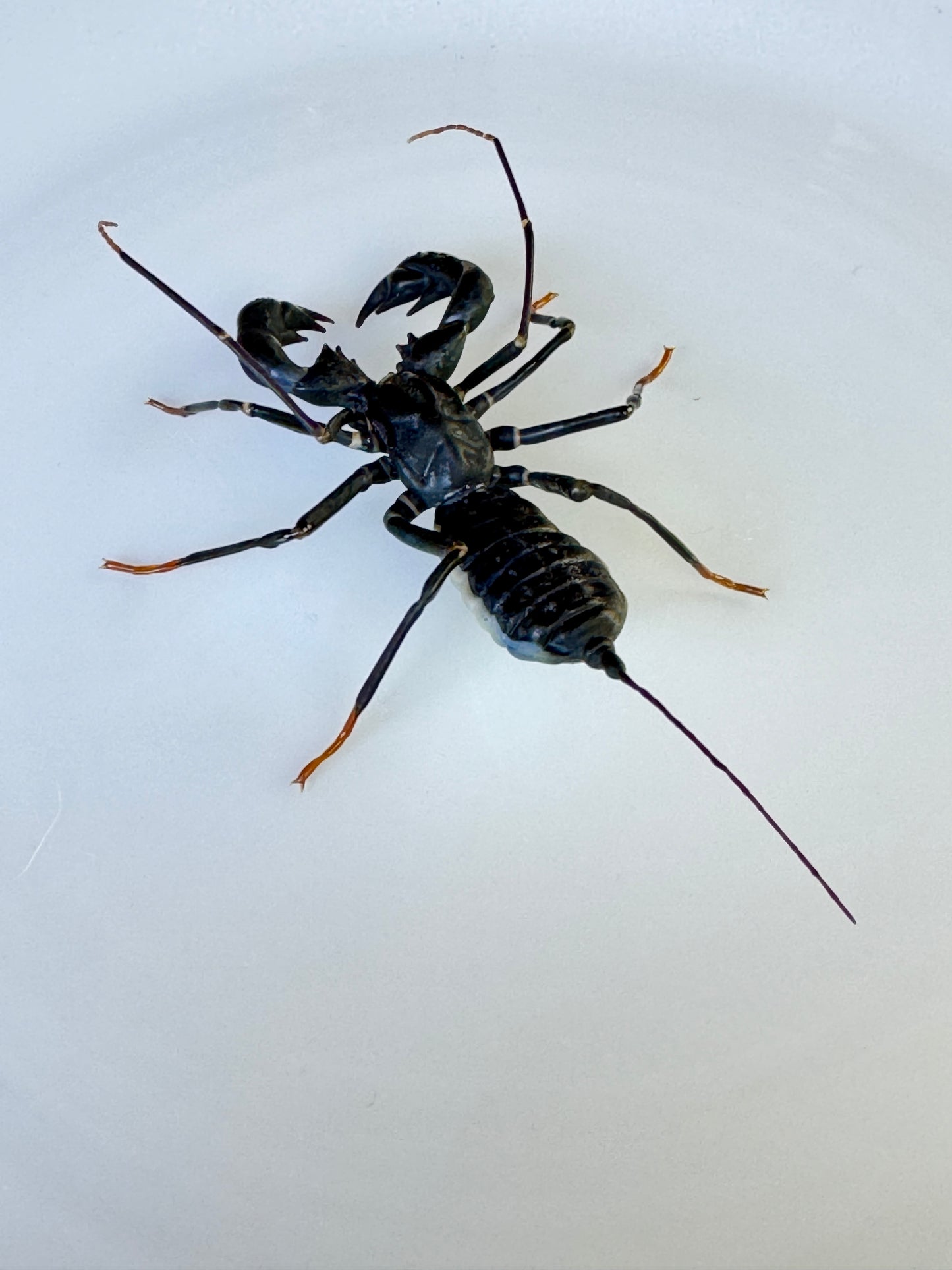 GLASS WHIP SCORPION