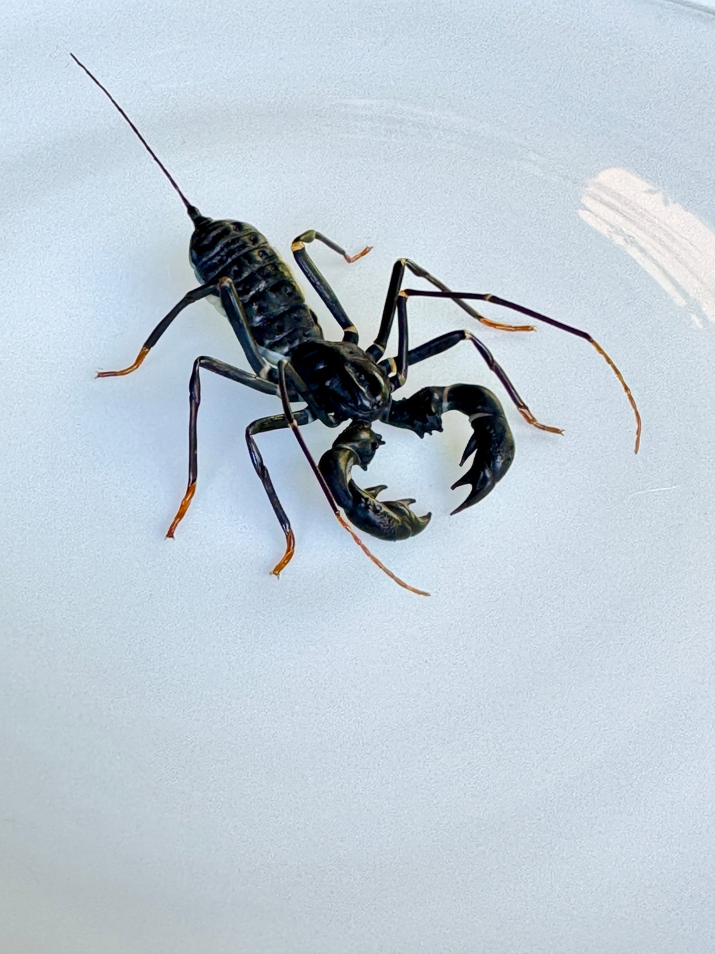 GLASS WHIP SCORPION