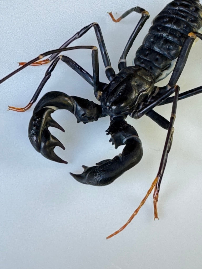 GLASS WHIP SCORPION