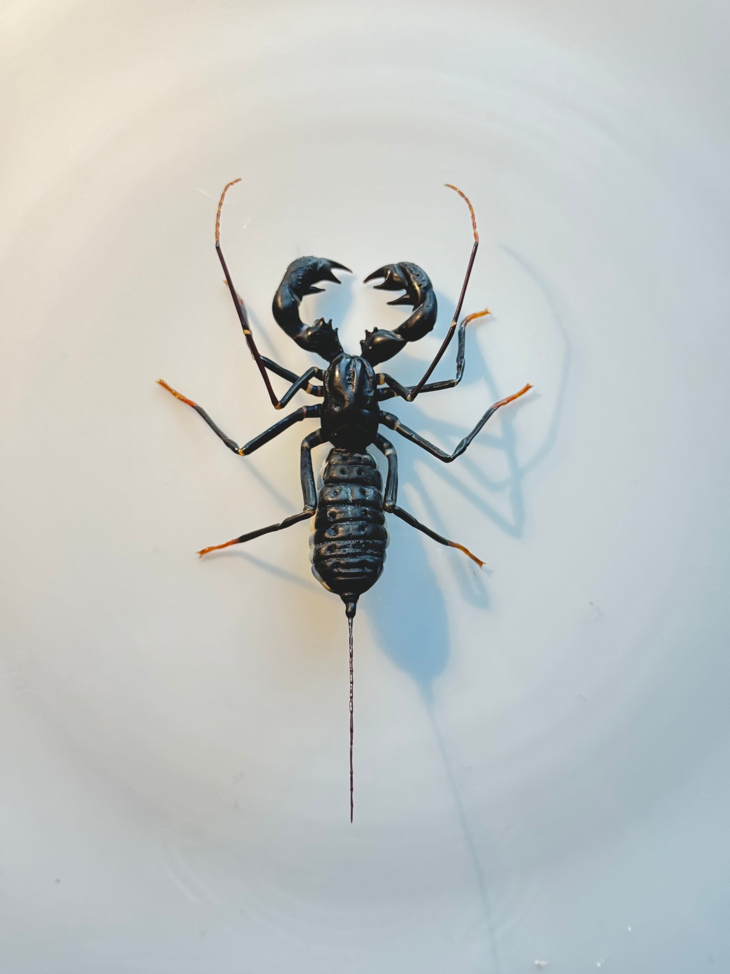 GLASS WHIP SCORPION