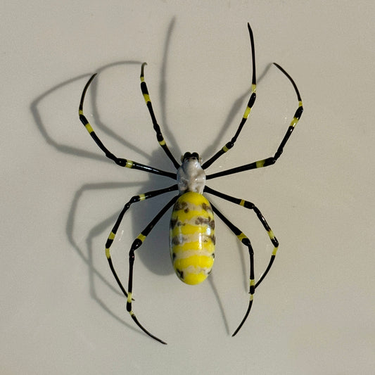 GLASS JOROGUMO SPIDER