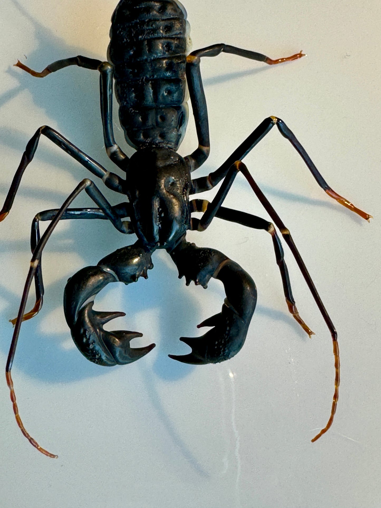 GLASS WHIP SCORPION