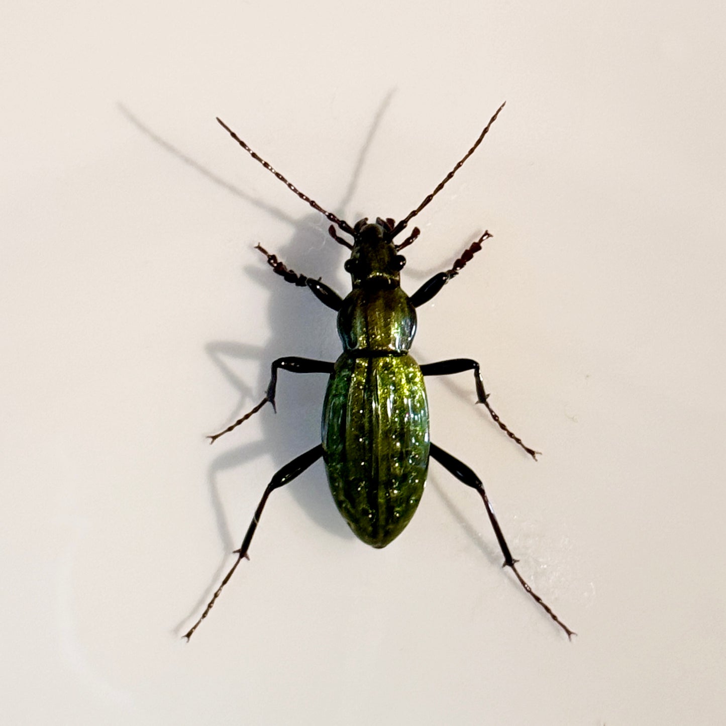 GLASS CARABINAE GROUND BEETLE