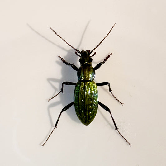 GLASS CARABINAE GROUND BEETLE