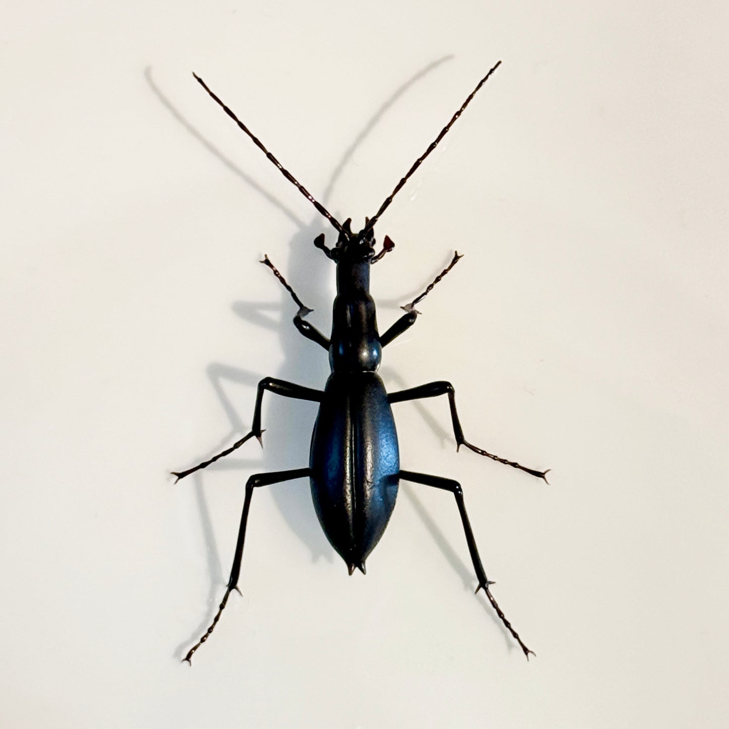 GLASS JAPANESE GROUND BEETLE