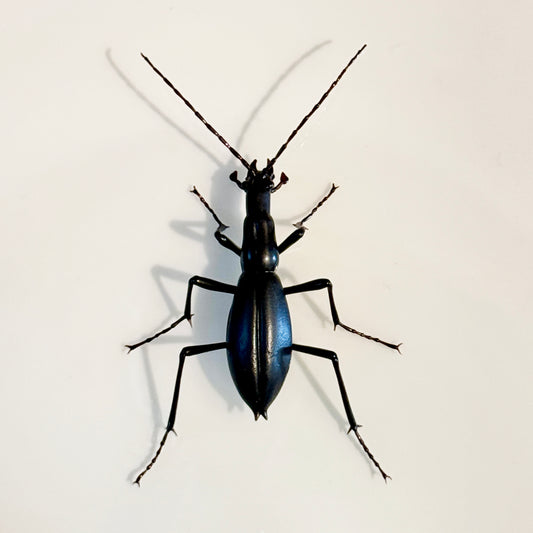 GLASS JAPANESE GROUND BEETLE