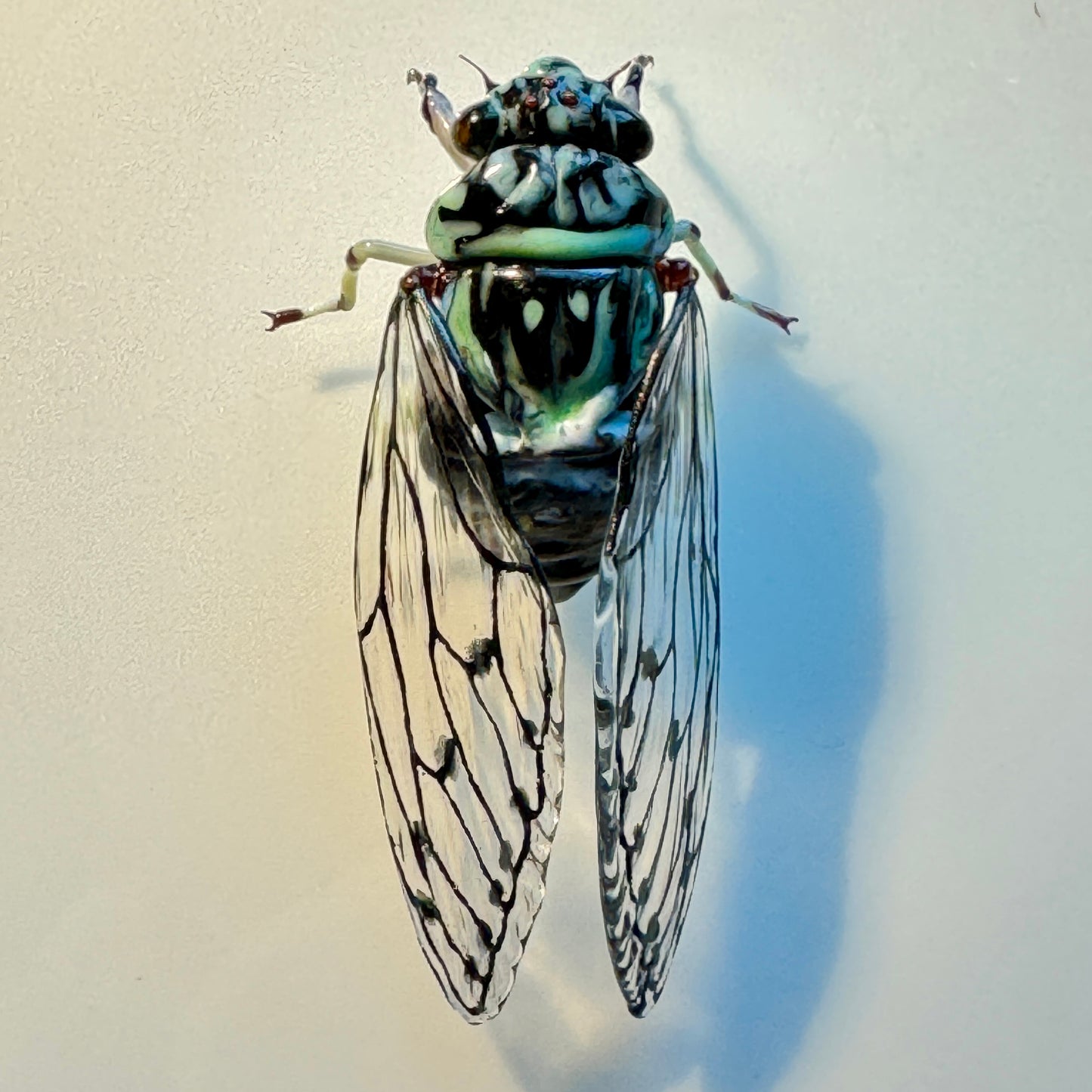 GLASS CICADA