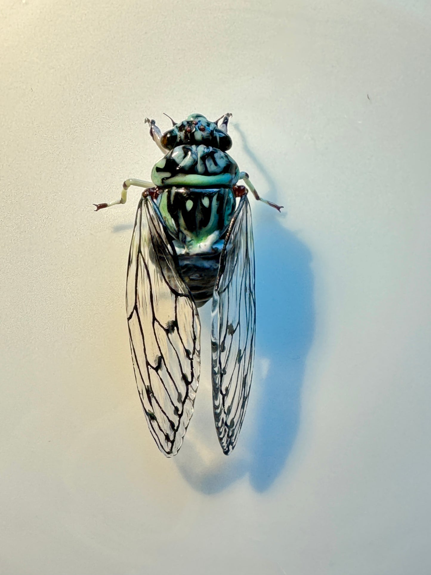 GLASS CICADA