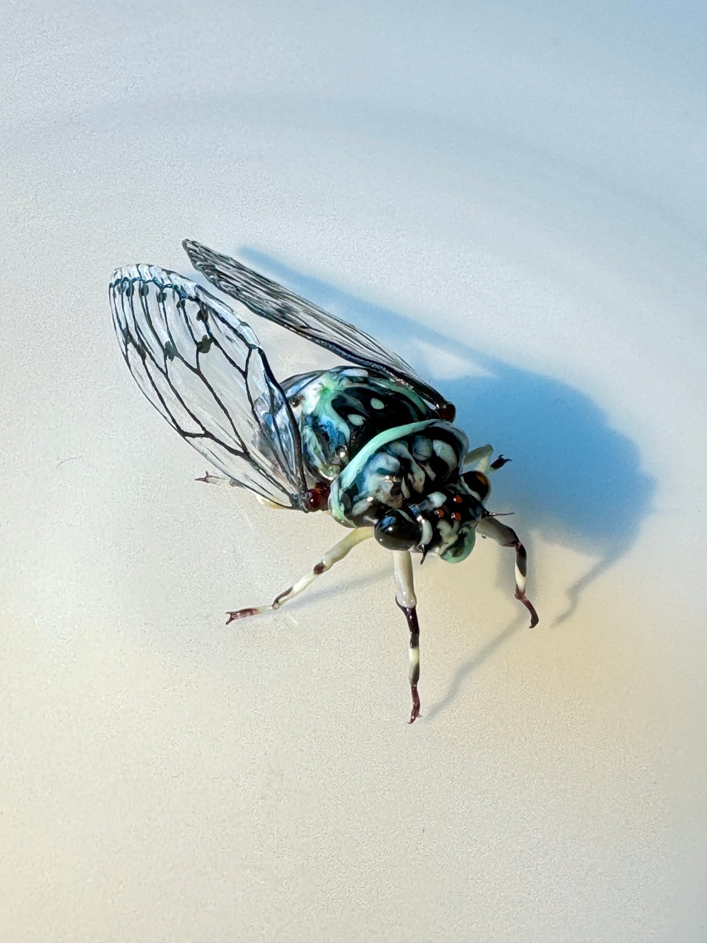 GLASS CICADA