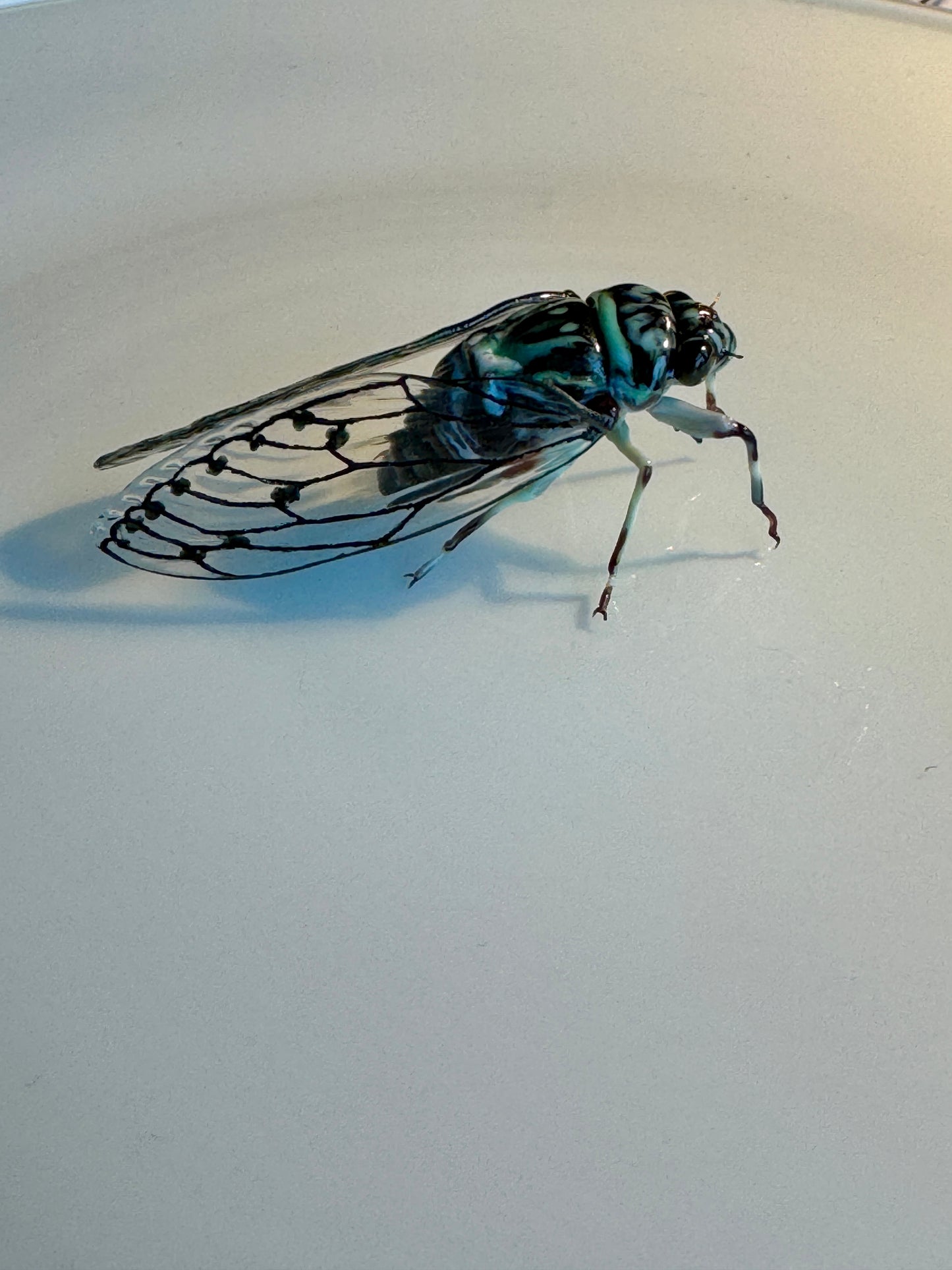 GLASS CICADA