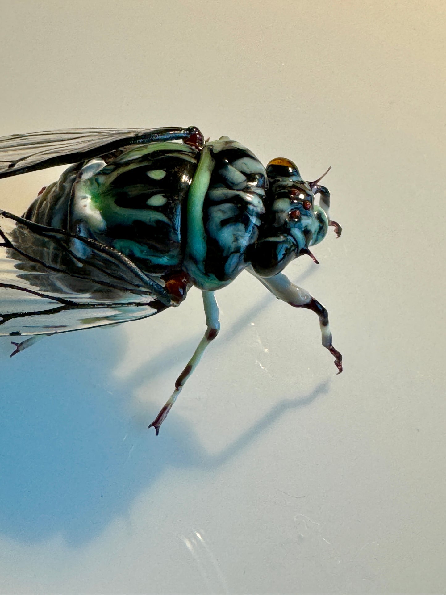 GLASS CICADA