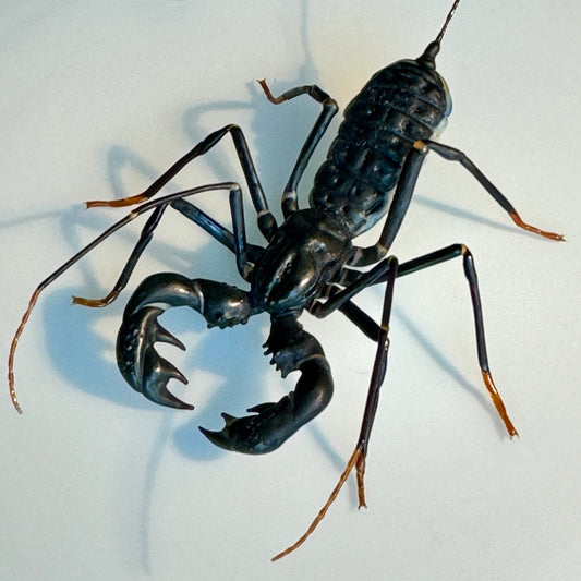 GLASS WHIP SCORPION