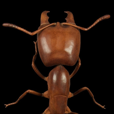 AFRICAN DRIVER ANT