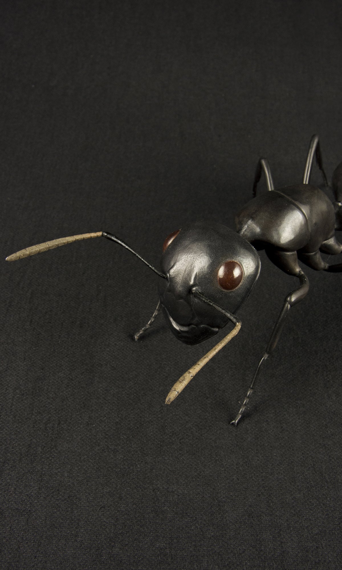 BLACK ANT