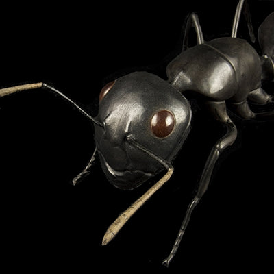 BLACK ANT