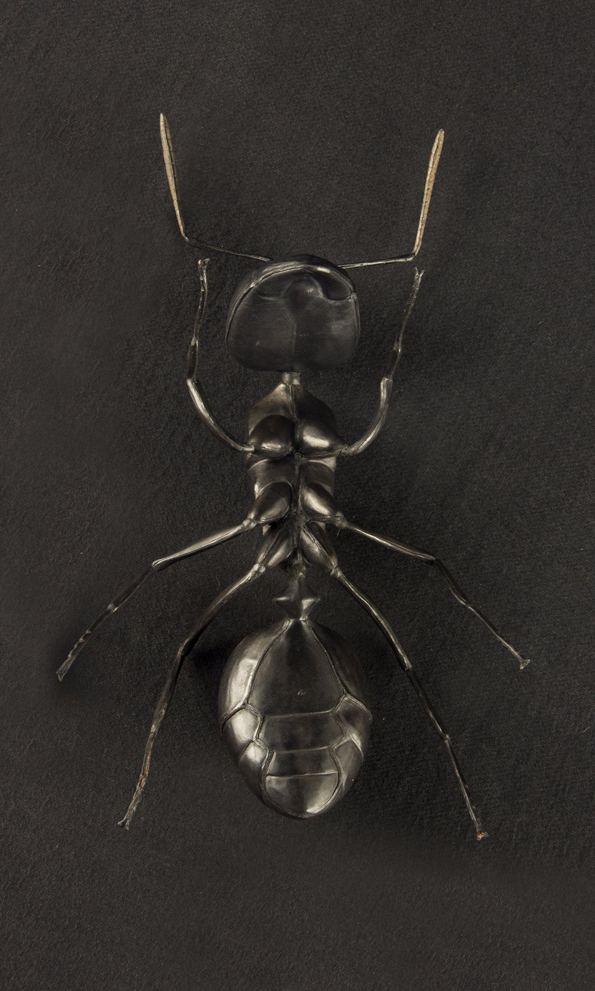 BLACK ANT