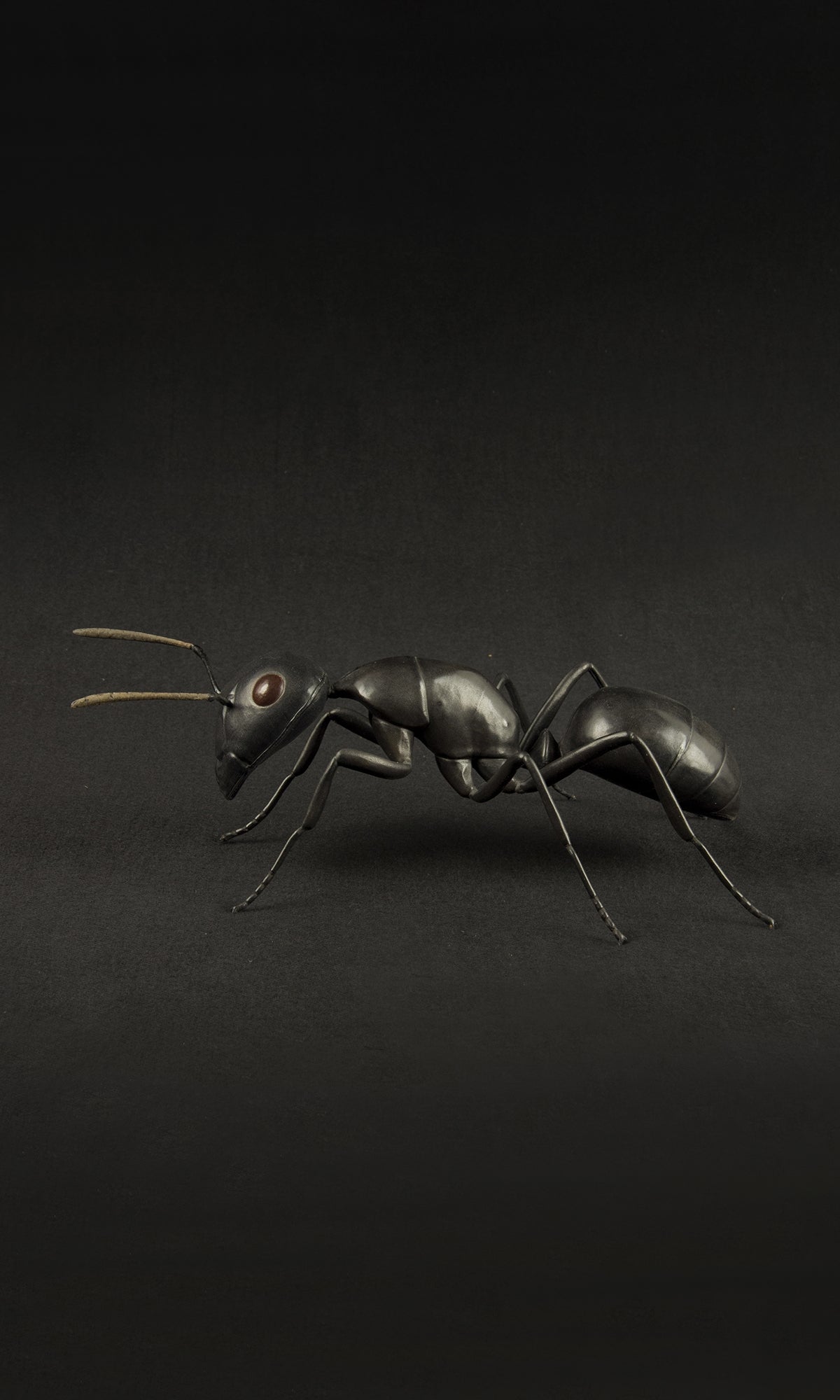 BLACK ANT