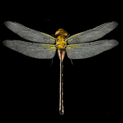 DRAGONFLY