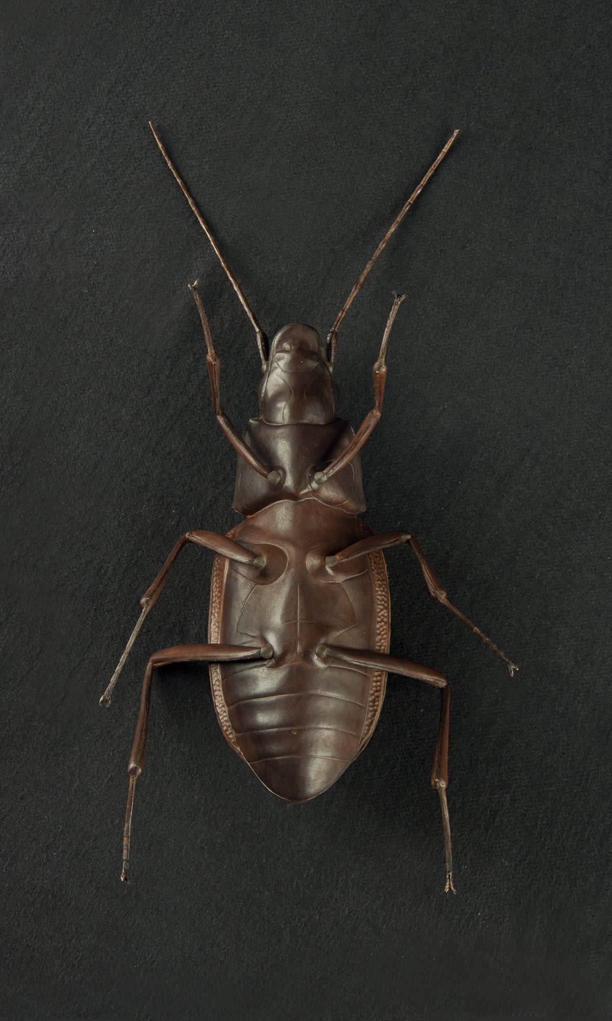 GROUND BEETLE