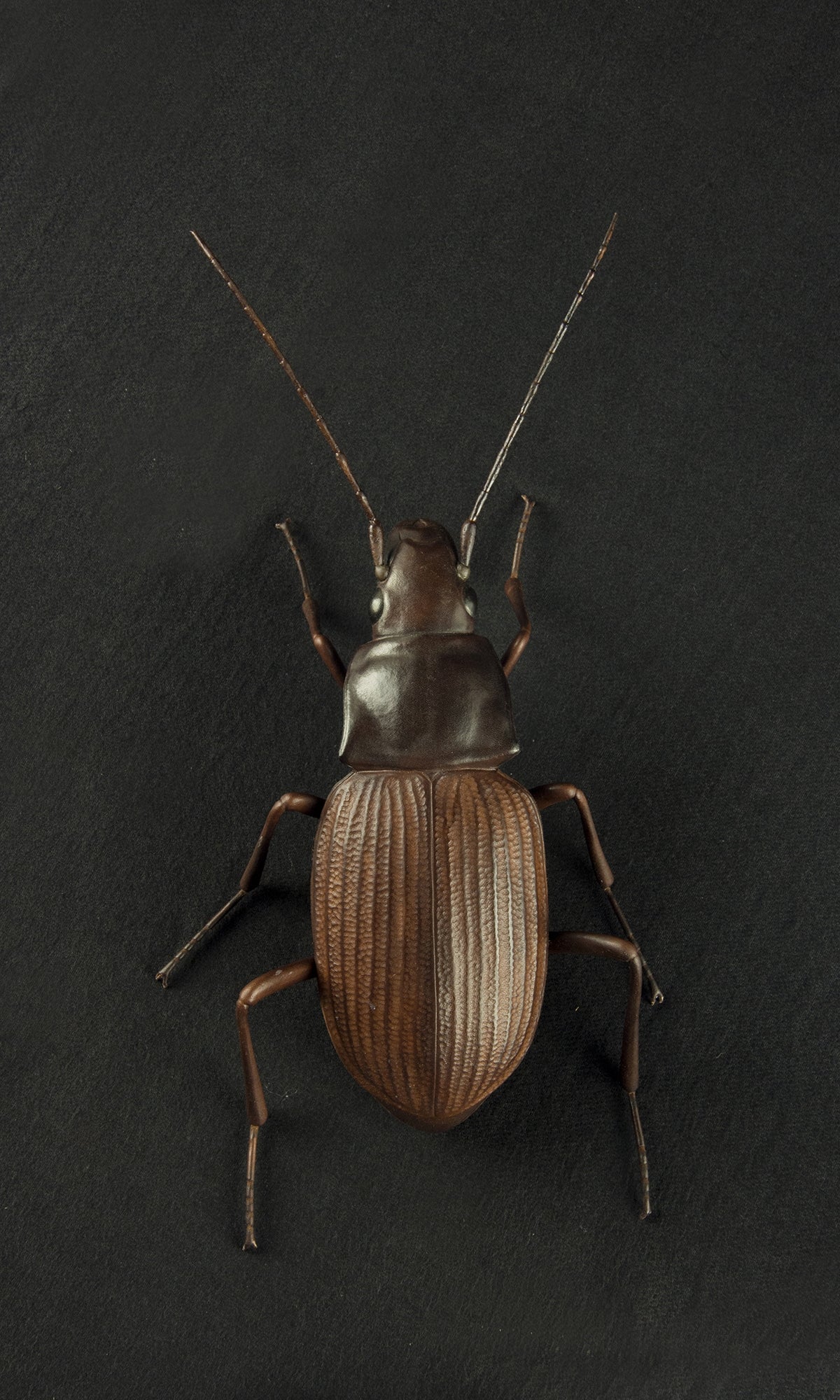 GROUND BEETLE