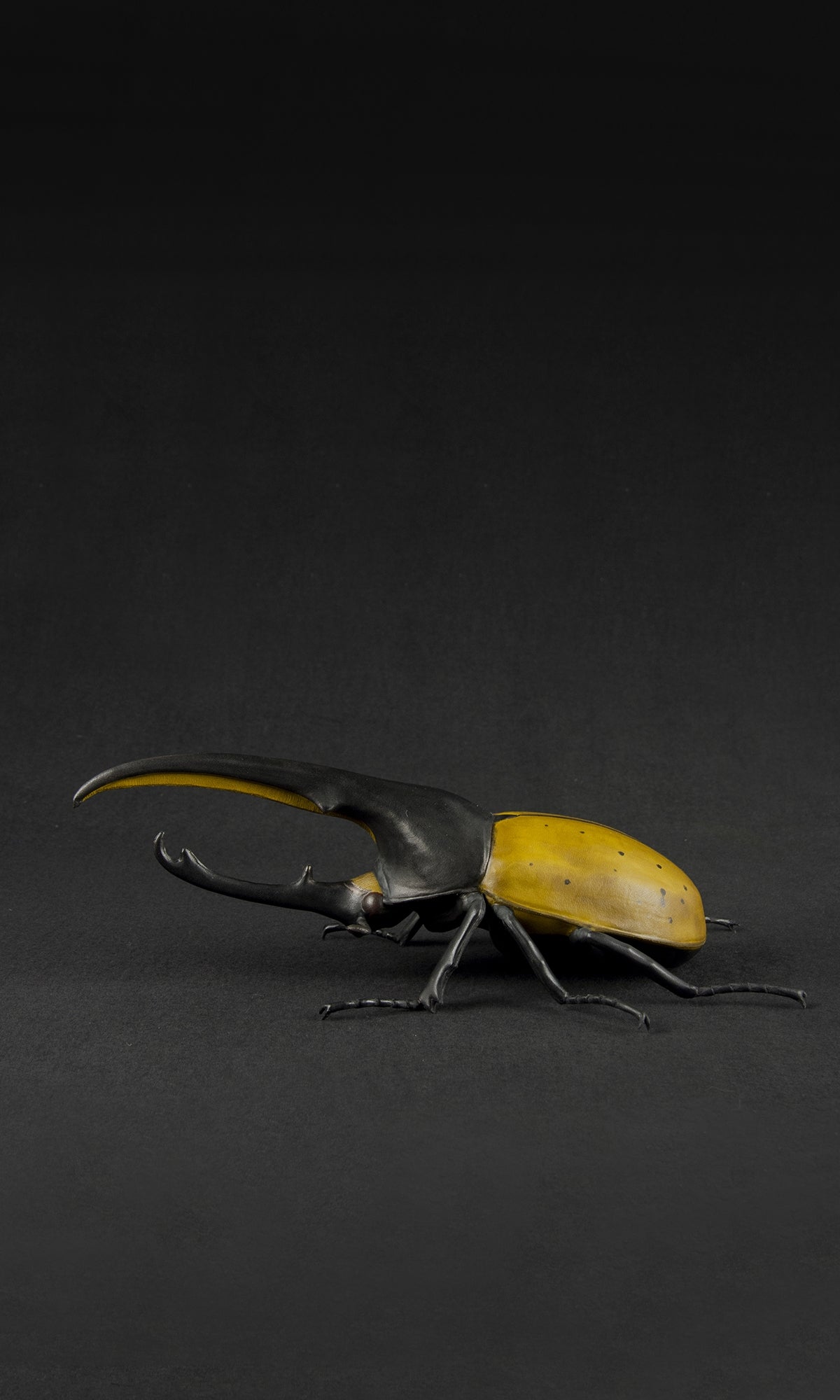 HERCULES BEETLE