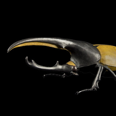 HERCULES BEETLE