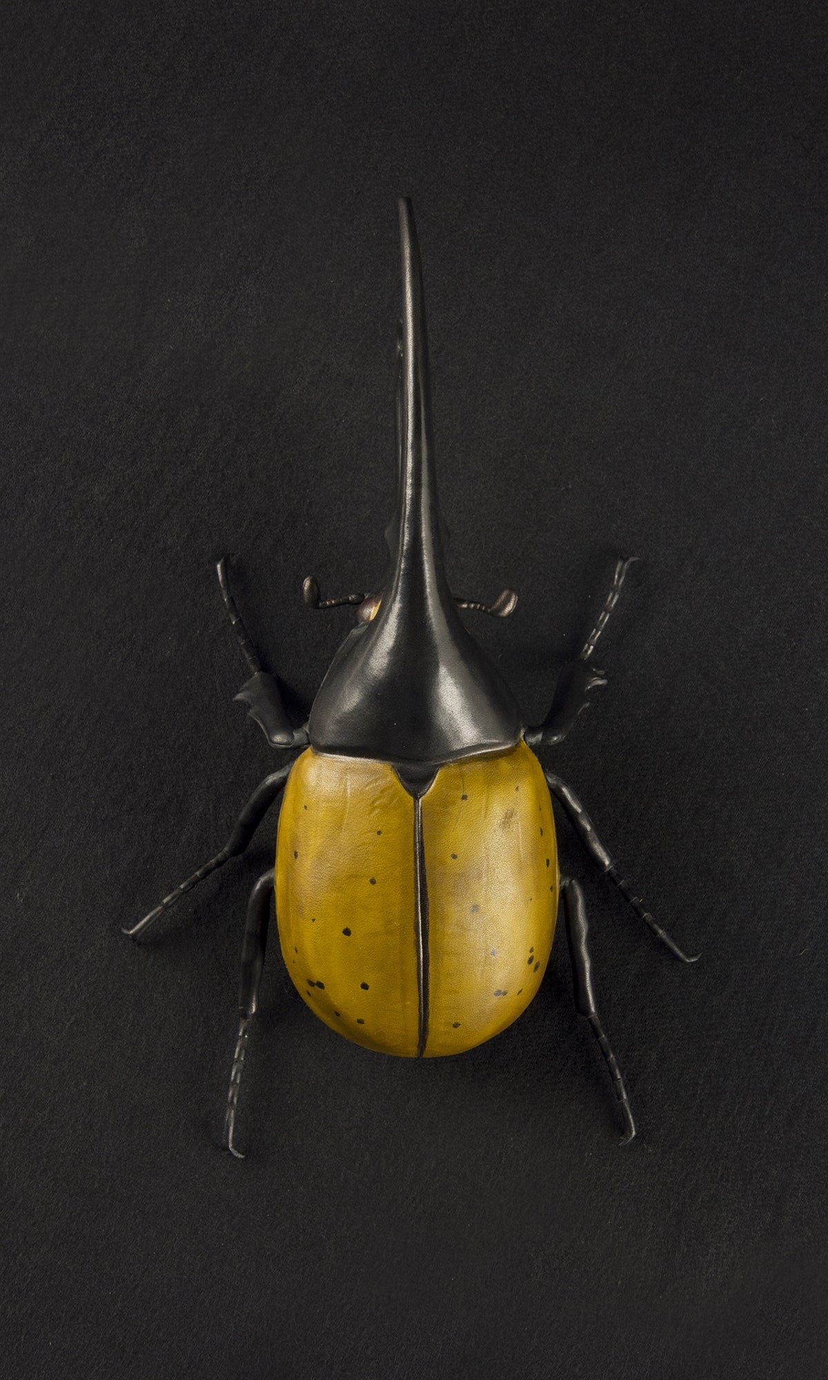 HERCULES BEETLE