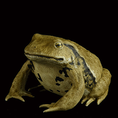 TOAD I