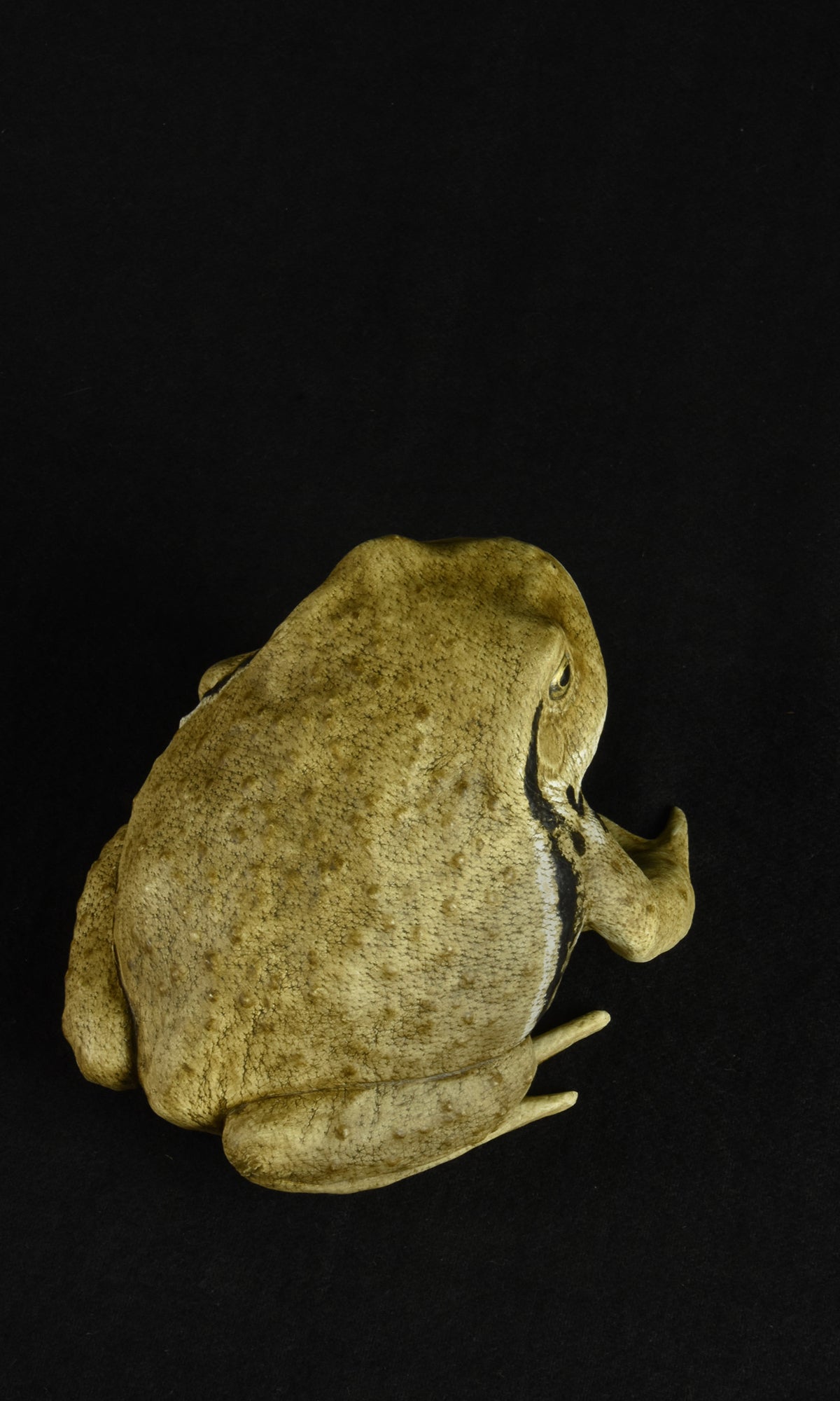 TOAD I