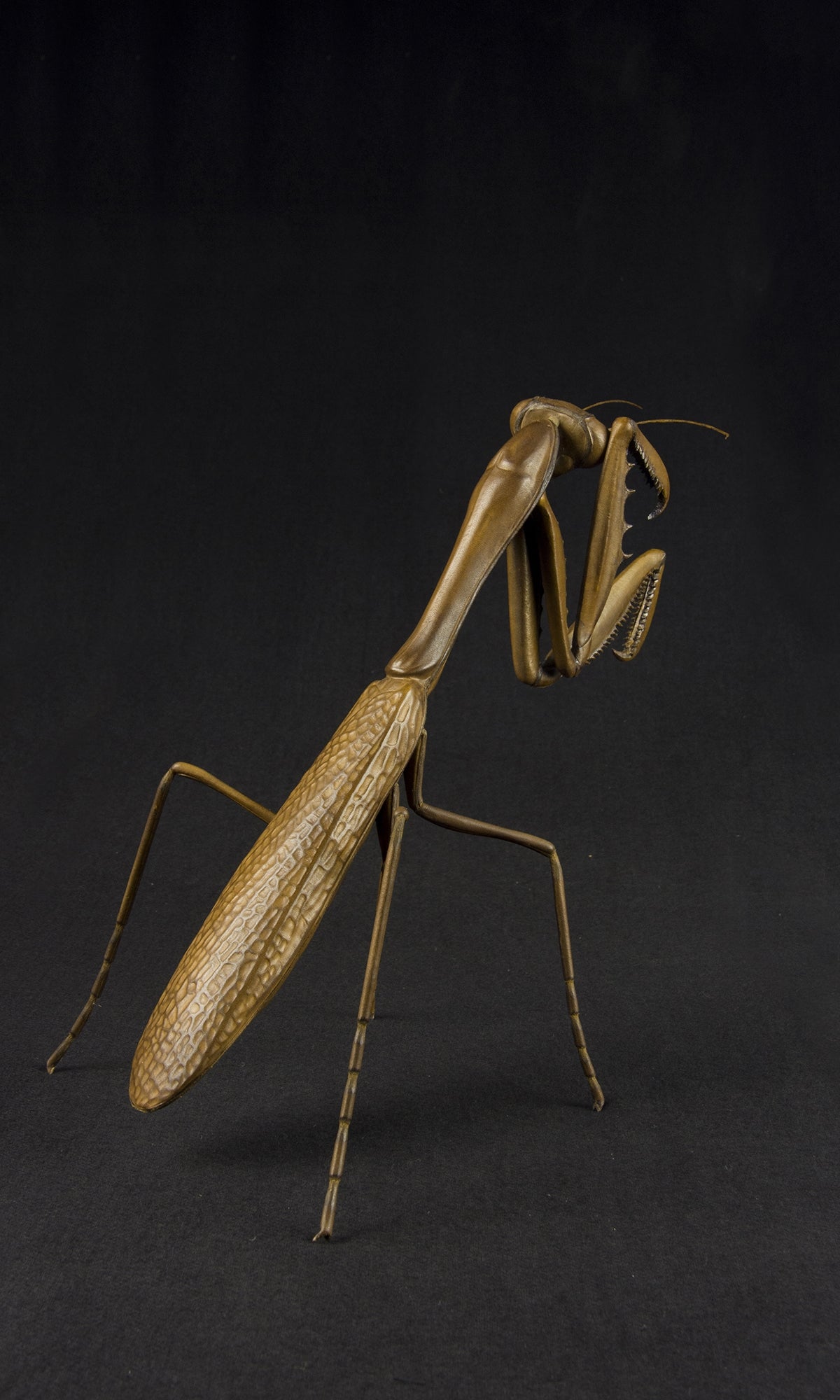 PRAYING MANTIS