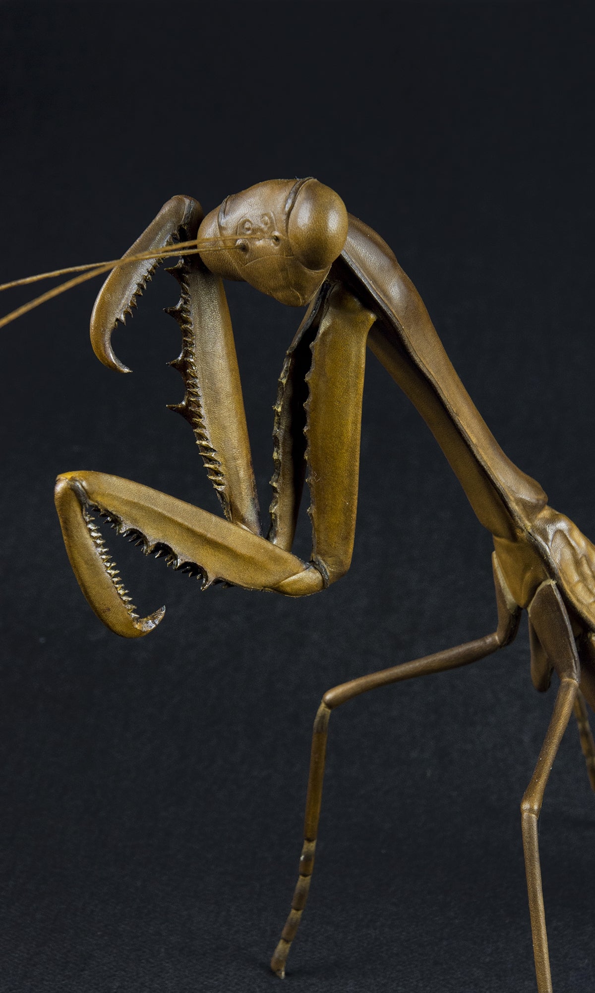 PRAYING MANTIS